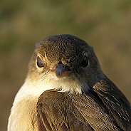 Rörsångare, Sundre 20080604